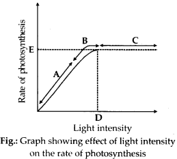 NCERT Solutions For Class 11 Biology Photosynthesis in Higher Plants Q8